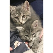 車のエンジンルームにいた2匹の子猫の保護を決意→1匹が行方不明に　SNSで再会し、家族として過ごす3年後の現在