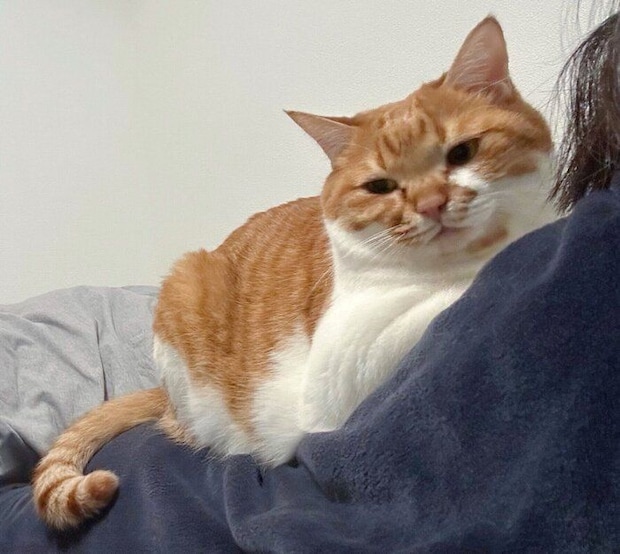 飼い主さんの背中に乗るきなこくん