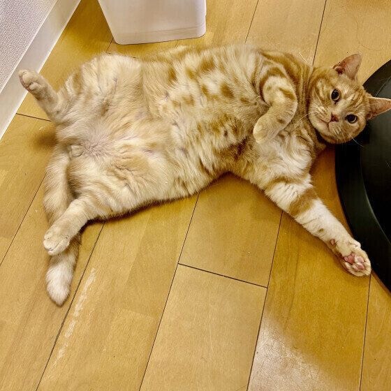 ヘソ天をするアメリカンショートヘア