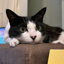 脳や腎臓の状態が腸にも影響!?　「腸腎連関」と「脳腸相関」とは