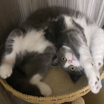 【調査】「愛猫に嫌われたかも」と感じた経験はある？仲直りのコツを獣医師が解説