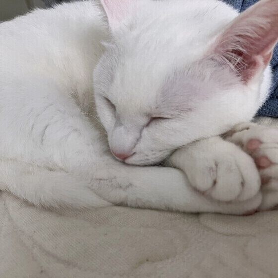 白猫のすてらちゃん
