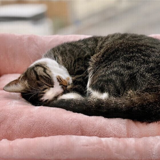 キジトラのエナちゃん