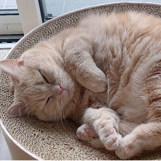 マンチカンのももちゃん