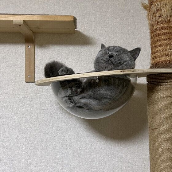 ブリティッシュショートヘアのなるくん  