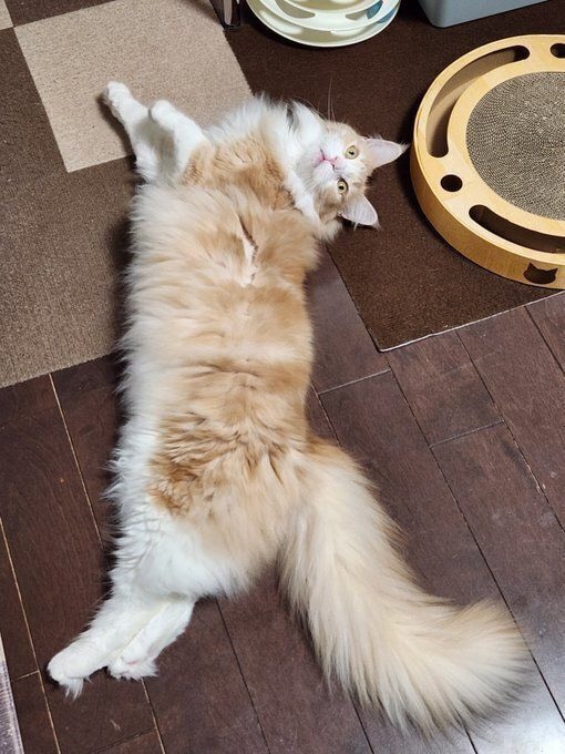 床に寝転ぶメインクーン