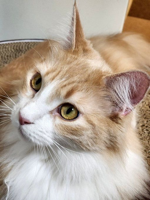 上の方を見るメインクーン