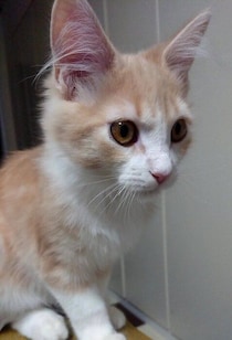 「小さくてしょんぼりした顔」だった生後約半年の子猫→1年後、立派に成長して「キリッとしたイケニャン」になった姿にほっこり！