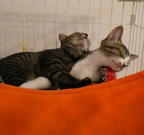 ベッドで仲良く一緒に寝ていた2匹の保護子猫→9年後も寄り添って眠る姿が微笑ましい！