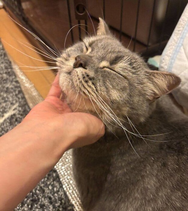 ナデナデを堪能する凛太郎くん