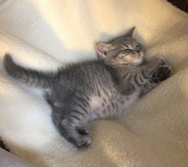 スヤスヤ眠る子猫の凛太郎くん