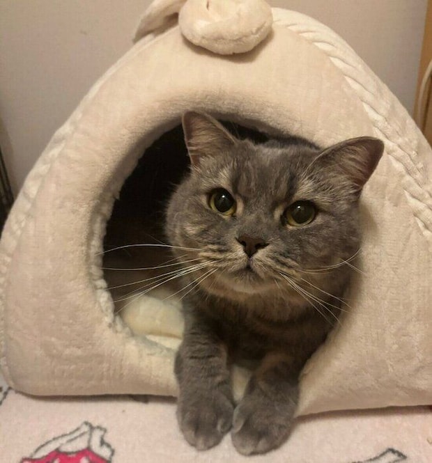 ベッドでくつろぐ凛太郎くん