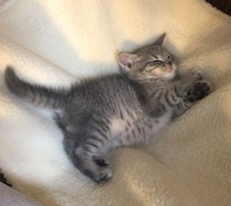 「天使がいる」と思ったお迎え初日の子猫→5才の今は見た目“おっさん”でも甲高い声が可愛すぎる