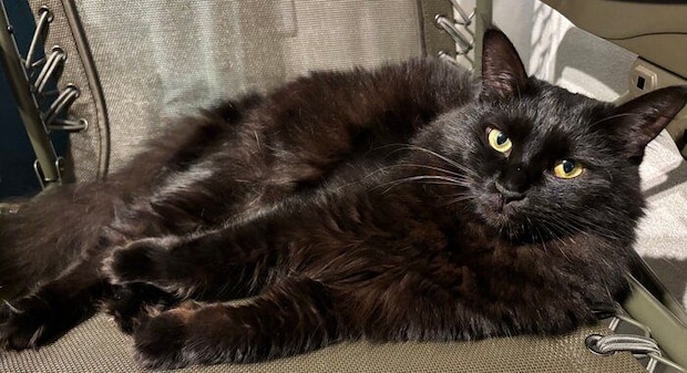 推定1才4カ月のころに撮影したヨルちゃん