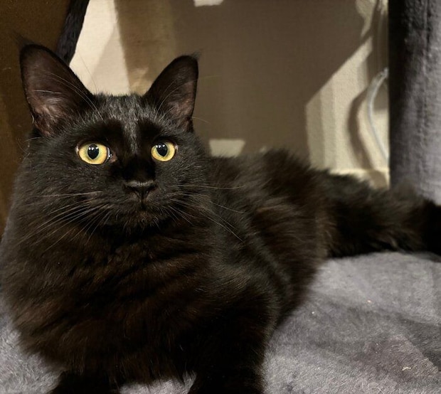 生後推定8カ月のころに撮影したヨルちゃん