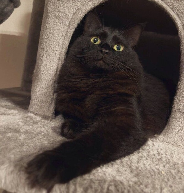 まったりするヨルちゃん