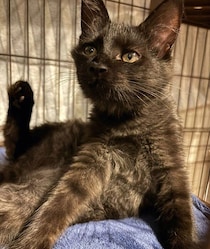 人見知りだった保護子猫が1才8カ月に！　ツンデレだけど“デレ”ると可愛すぎる成長ぶりにほっこり