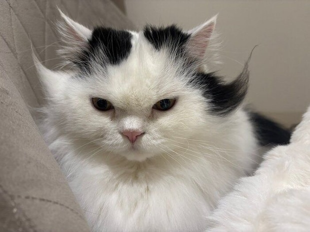 可愛い表情のしゃちくん