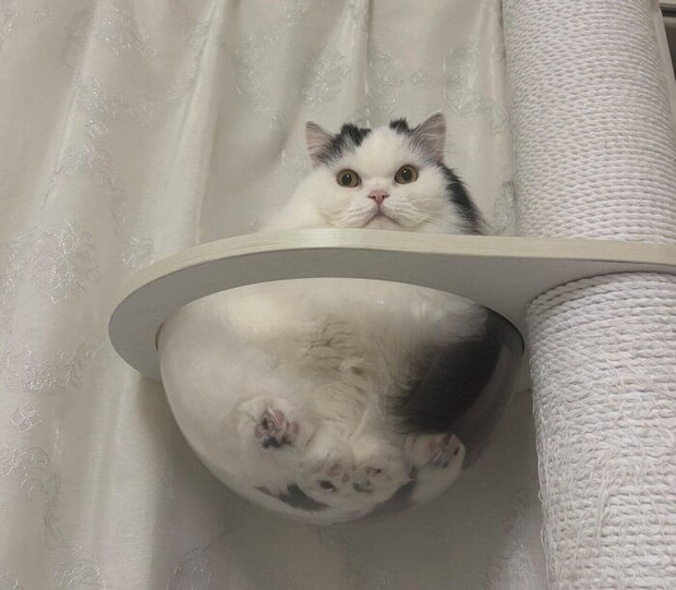 まったりするしゃちくん