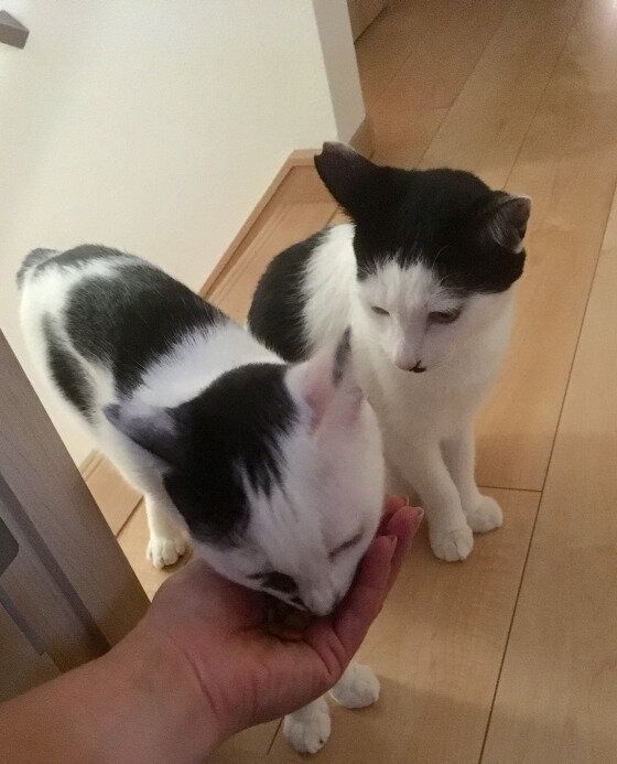 手からフードをもらう2匹の白黒猫