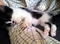 雨の日に車の下で保護した手のひらサイズの子猫→4才の今、夫の帰宅を待つ甘えん坊な猫に