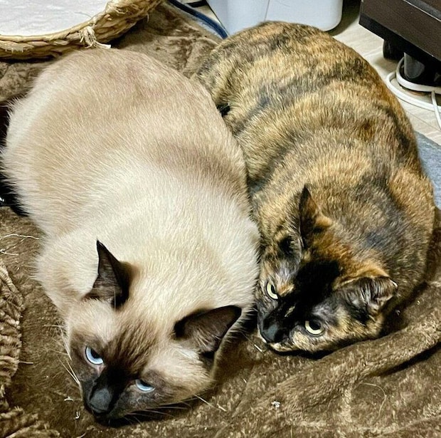 同じポーズで眠るナッツくん、サラミちゃん