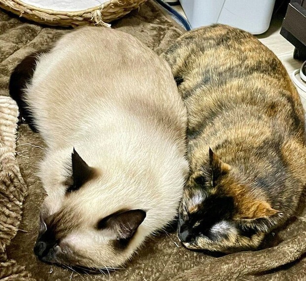 同じポーズで眠るナッツくん、サラミちゃん