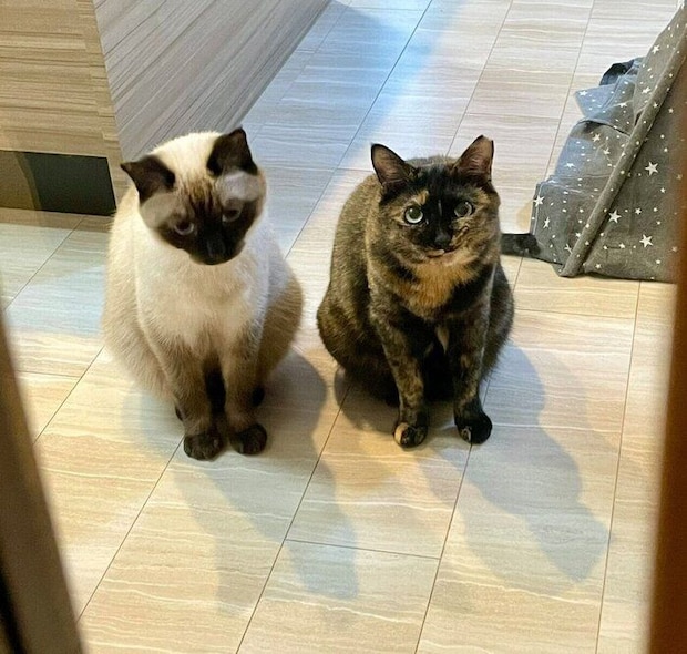 帰宅した飼い主さんを出迎える2匹