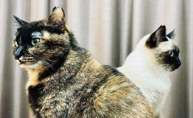 サラミちゃんとナッツくん