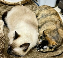 こたつの陰で仲良く“ぬくぬく”する2匹の元保護猫　「生まれも育ちも違うけど家族以上にそっくり」な姿に反響
