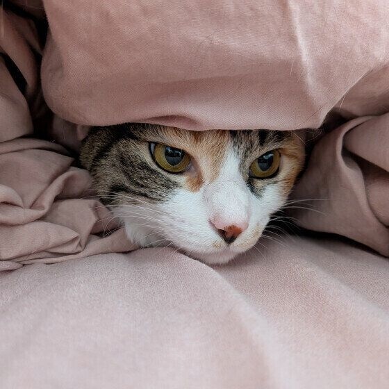 布団に入るうめぼしちゃん