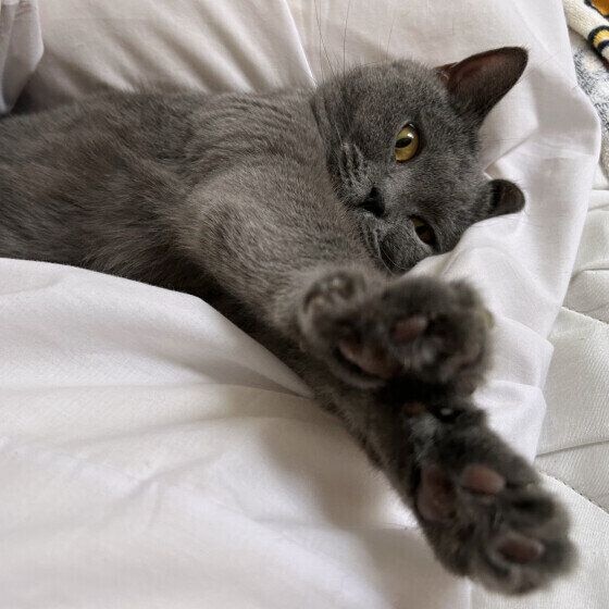 布団の上で前足を伸ばすベルちゃん