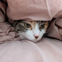 いつ、どんな人が選ばれる？猫から添い寝をされやすい人の特徴