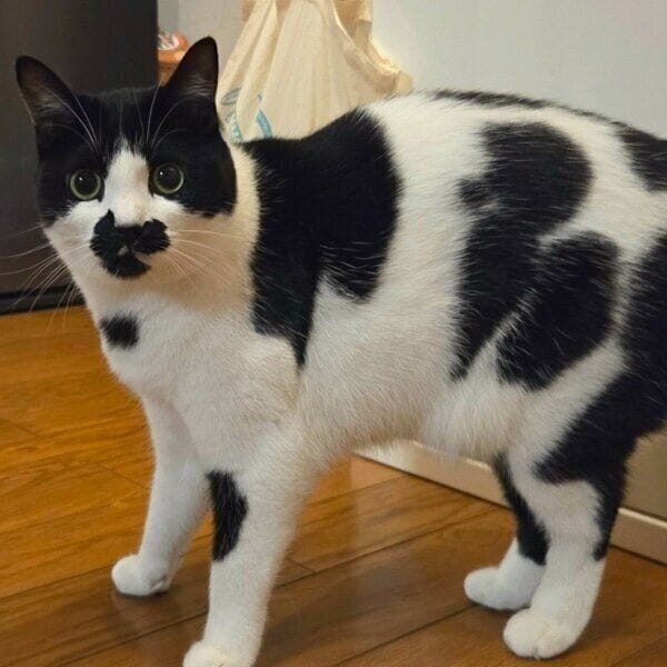 プードルのような模様のミアちゃん