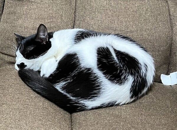 ソファに寝転がるミアちゃん