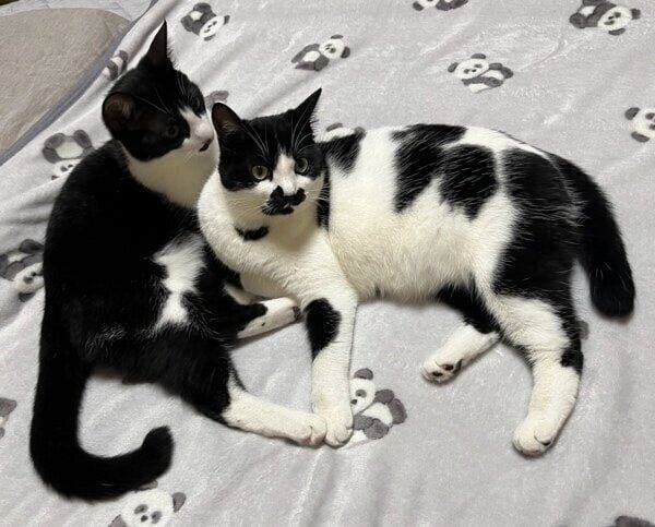 ミアちゃんとダダくん