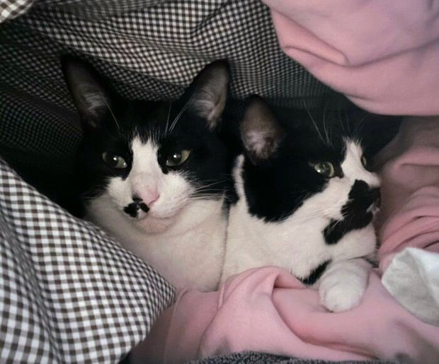 飼い主さんの布団に入るミアちゃん、ダダくん