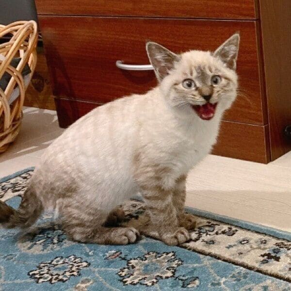 生後3カ月ごろのモネさん