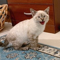 白っぽかった生後3カ月の子猫→5才の現在は「ほぼキジトラ」　驚きの成長ビフォーアフター