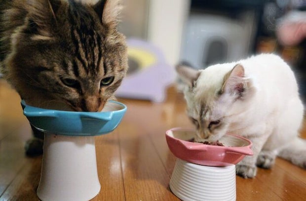 ごはんを食べる2匹の猫