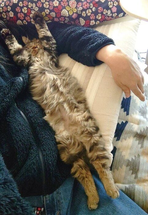 仰向けに寝ている子猫