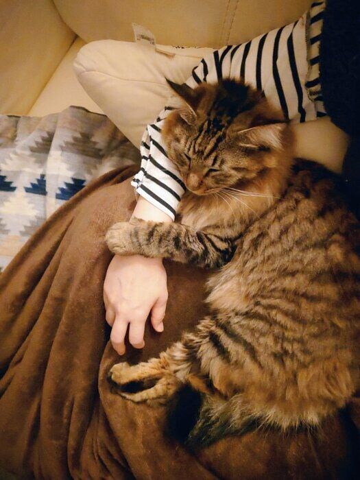 飼い主に甘える猫