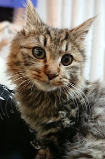 お迎え初日におなかを見せて寝ていた生後3カ月の保護子猫が2才に　“可愛い系”から“イケニャン系”に成長した姿にほっこりする