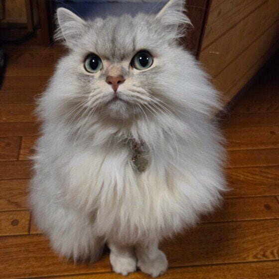 ミヌエットのあんくん