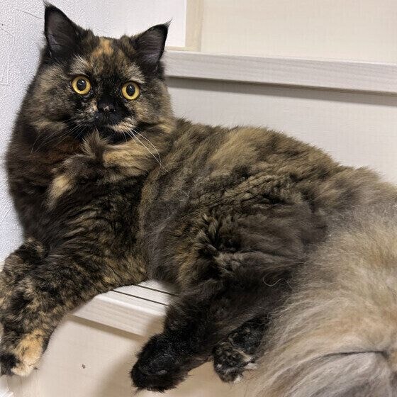 マンチカンのビィビィちゃん