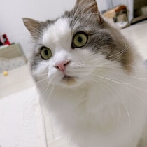 同じ家族で猫からの好き・嫌いがわかれるのはなぜ？調査・獣医師解説