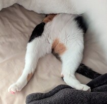 布団をそーっとめくると→“大開脚”する元保護猫の姿が！　「猫神家の一族」な姿にクスッ