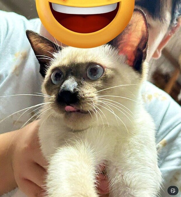 お迎え当時のるるちゃん