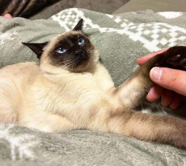 まったり中のるるちゃん