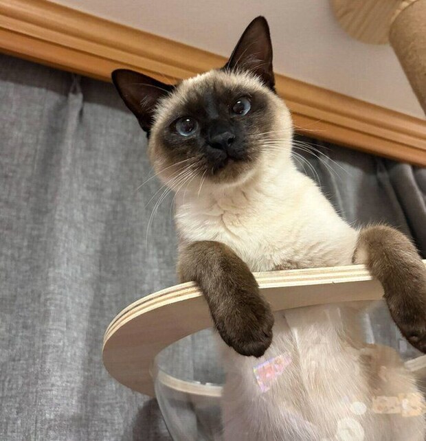 ドヤ顔なるるちゃん